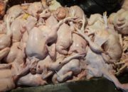Harga Daging Ayam di Pasar Jengki Manado Hari Ini