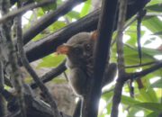 Melihat dari Dekat Satwa Endemik Tarsius di Pantai Rap-Rap Tongkaina