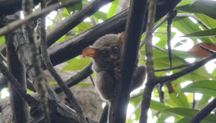 Melihat dari Dekat Satwa Endemik Tarsius di Pantai Rap-Rap Tongkaina