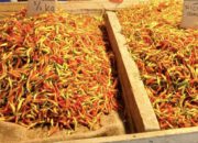 Harga Rica Gorontalo di Pasar Karombasan Manado Hari Ini Turun