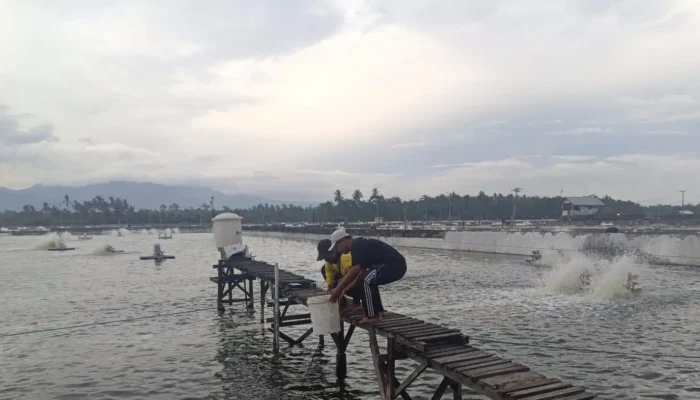 Riset Teknologi Bioflok Tingkatkan Panen Udang Vaname Hingga 50 Ton