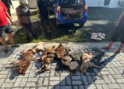 Lakalantas di Kakas Barat Berujung Penganiayaan, Polisi Amankan Mobil dan Anjing Curian Terduga Pelaku