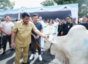 Pemprov Sulut Salurkan Bantuan Sapi Kurban Presiden Prabowo Subianto jelang Idhul Adha 1447 H