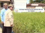 Ngeri, 12 Ton Per Hektare, Teknologi Ini akan buat Indonesia “Lumbung Padi Dunia”