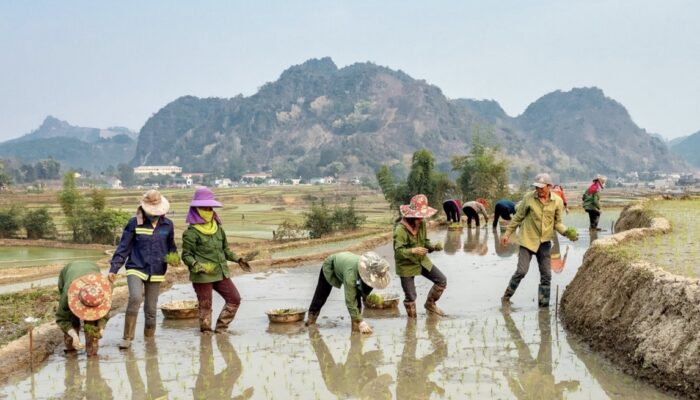 Realitas Penghasilan Petani Indonesia
